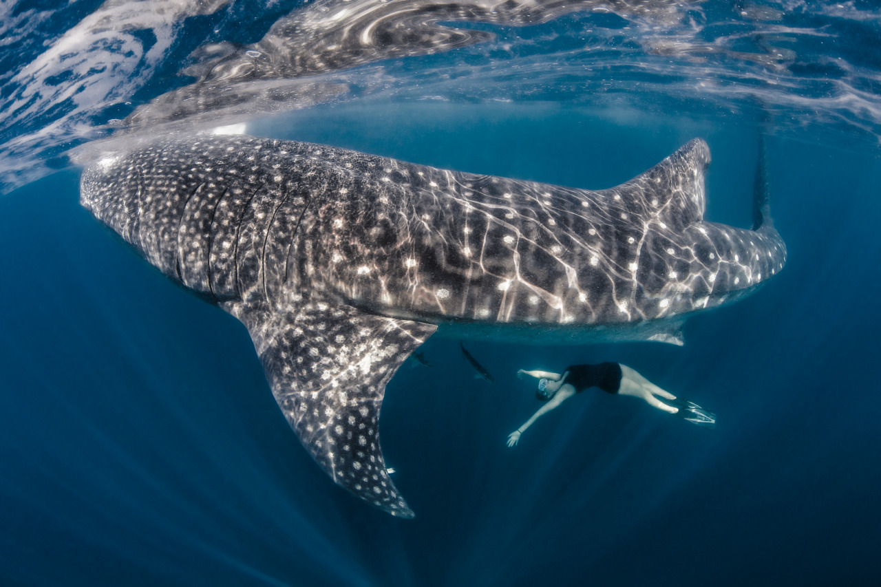 nubbsgalore:  photos by shawn heinrichs in oslob, philippines and isla mujeres,