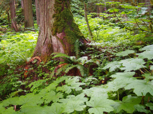 Inland Temperate Rainforest, North Idaho by Paden Gould