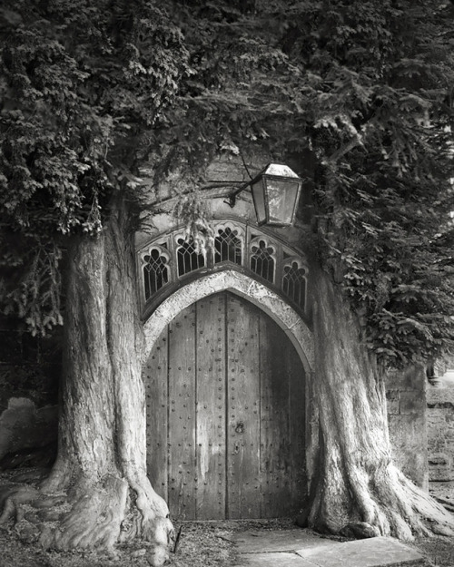 crossconnectmag: Ancient Trees: Beth Moon Spends 14 Years Photographing World’s Oldest Trees B