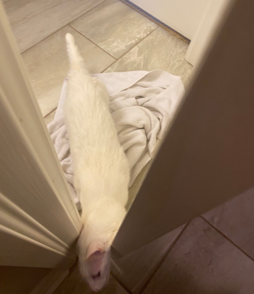 screwball-daffy:adrienthinks:  pangur-and-grim:  Pangur doesnt like me going into rooms by myself      