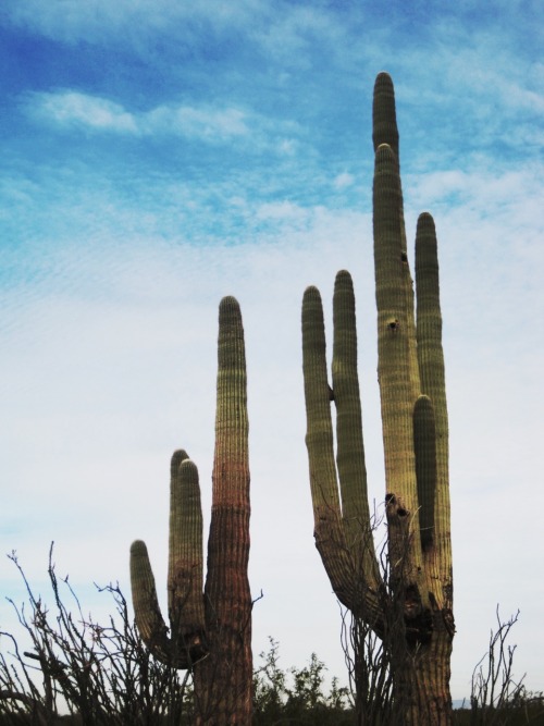 Saguaro (Carnegiea giganta), Scottsdale, Arizona, 2014.