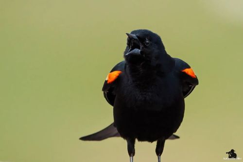 Red-winged Blackbird ♂️ making his presence known.  #birdphotography #bird_captures #raw_birds #mass