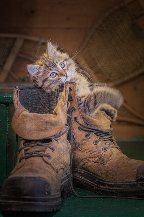 earthyday:  Chat botte - Puss in boots  by Yvon Lacaille 
