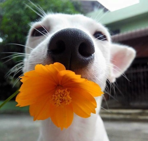 nintendette: thegardenofeedan: creationandcosmos:  my heart  Pls this is the best dog photo set I&rs