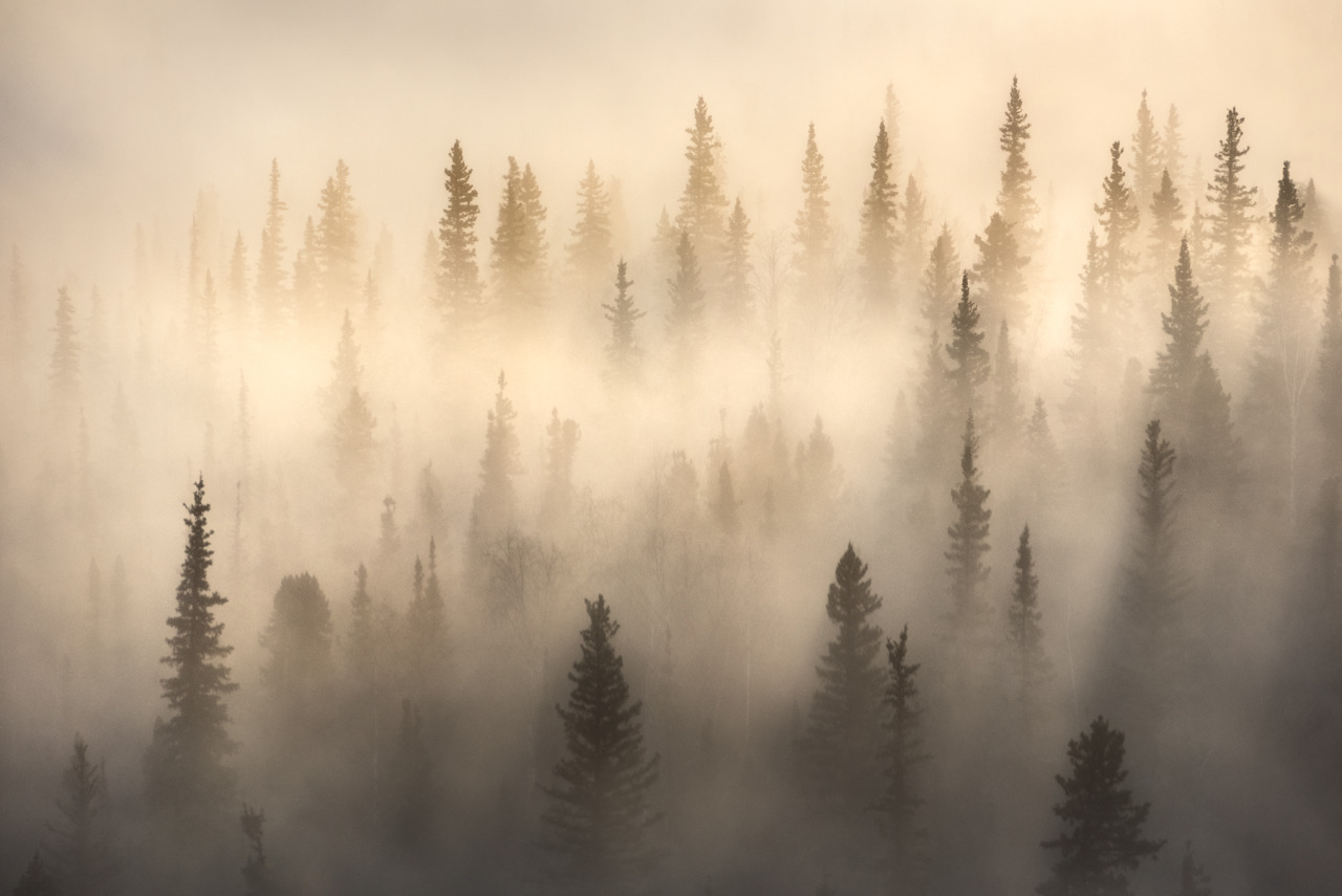 Light streaming through the morning mist in the Yukon [1800x1202] [OC] #earth#images#earth pictures #I love earth  #earth is awesome