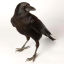 birdcow66