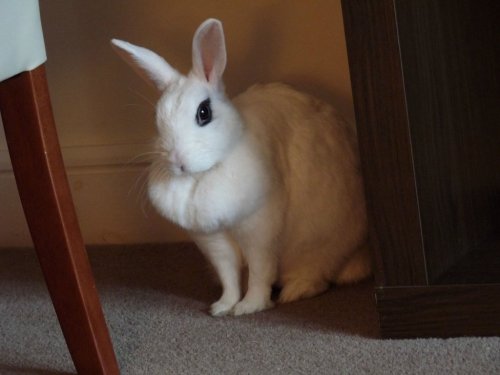 annethecatdetective: thatfunnyblog: this bunny is prettier than me This bunny has mastered the ar