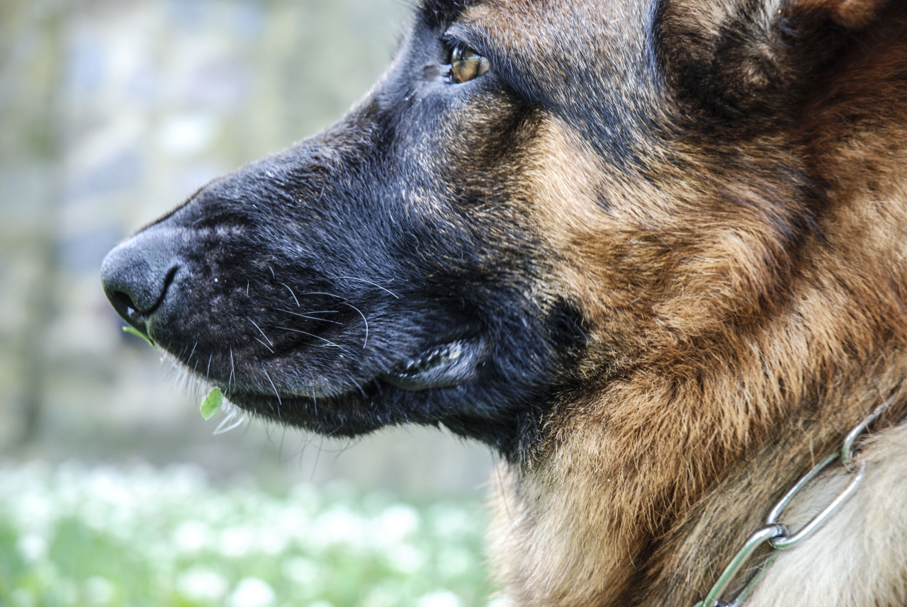 freddietheflattie:  Xyrus has a face to die for  Your dog is beautiful
