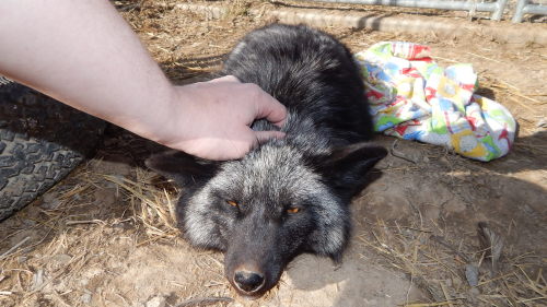 More pics from the sanctuary, three happy foxes getting some loving and petting, being content littl