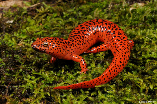 creatures-alive:Red Salamander by Lance MerryPseudotriton ruber schencki - Graham Co. NC