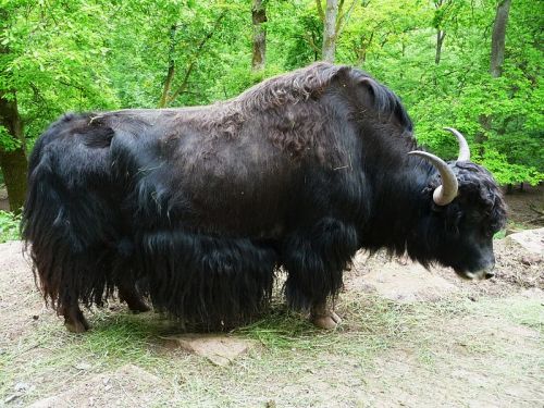 cool-critters:Yak (Bos grunniens)The yak (Bos grunniens and Bos mutus) is a long-haired bovid found 