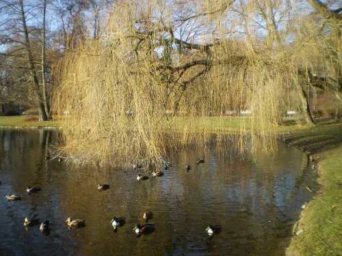 Wild ducks on a pond in South Park - Wroclaw-Krzyki, Poland.