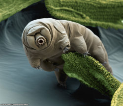 inothernews:  SMALLER ON THE INSIDE  A millimeter-long tardigrade is seen walking on a piece of moss in this color-enhanced electron micrograph.  Tardigrades are small, water-dwellling animals, part of a group called “polyextremophiles” — organisms