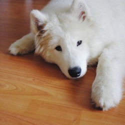 welovesamoyeds:  🎭🐶🐾 #teamsamoyed