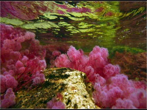 The Rio Caño Cristales - most colorful river (caused by algae and moss seen through the water), Colombia.