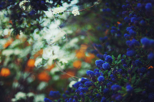 definitelydope:  By Ella Ruth 