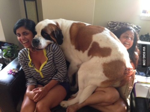 dumpster-rat:scxmbvg: BIG DOGS THAT THINK THEY’RE SMALL LAP DOGS ARE MY FAVORITE DOGS IN THE E