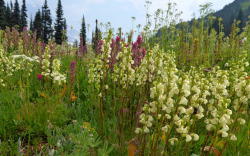 90377:  Indian Henrys, Mount Rainier by kepPNW