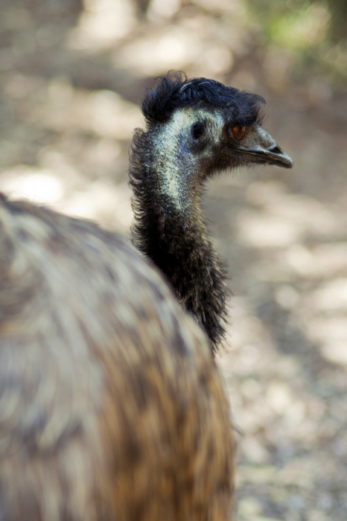 Elegant emu, Healesville Sanctuary.Photography by Melissa Hill