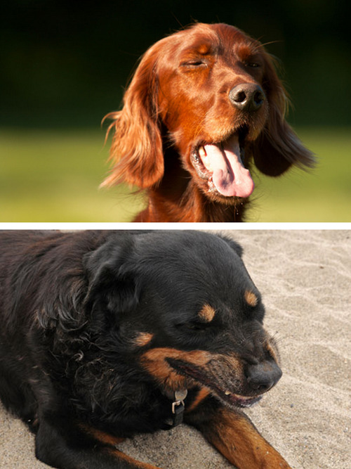 tastefullyoffensive:  Dogs About to Sneeze [via]Previously: Cats About to Sneeze 