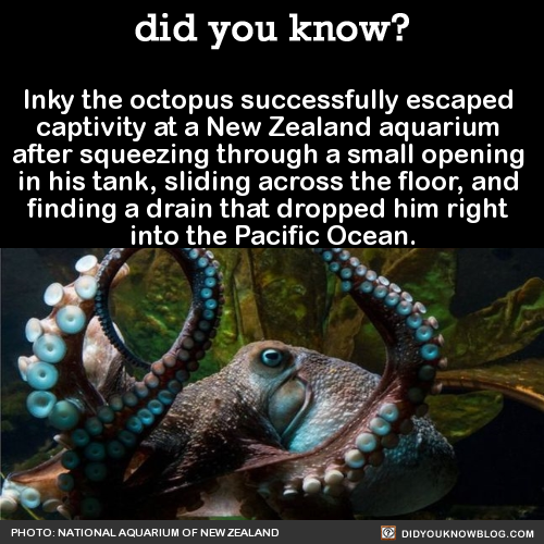 did-you-kno:  Inky the octopus successfully escaped  captivity at a New Zealand aquarium  after squeezing through a small opening  in his tank, sliding across the floor, and  finding a drain that dropped him right  into the Pacific Ocean.  Source