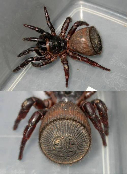 typhlonectes:Ravine Trapdoor SpidersThis is the cyclosmia (or ravine trapdoor spider), and its incre