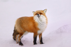 everythingfox:  This fox is not impressed