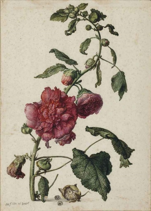 dentelledeperle:Herman Saftleven the YoungerA hollyhock (Alcea rosea), 1682