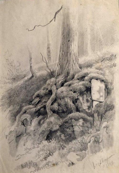 ivan-shishkin:Tree roots, Ivan Shishkin