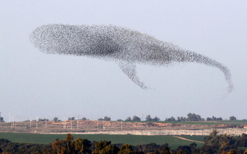 A murmuration of migrating starlings form the shape of a whale as they cross the sky in southern Isr