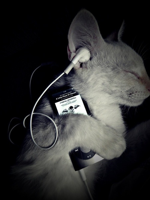 teenwifelife: The song the Kitty is listening to is about having sex with a corpse. Omg lol