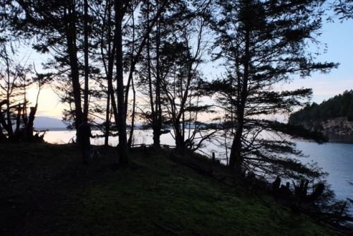 evening dog walk gabriola, bc