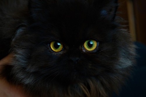 stillloveit:captivating..