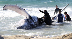 yahoonewsphotos:  Juvenile humpback whale rescue Marine rescue workers from Sea World attempt to help a juvenile humpback whale stranded at Palm Beach on the Gold Coast, in Queensland July 9, 2014. (Reuters) (Photography by Jason O’Brien/Reuters) Find