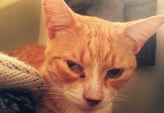 khymeira:   FUNDRAISER HERE: Mr. Teeks Would Appreciate Your Help!           Mr.