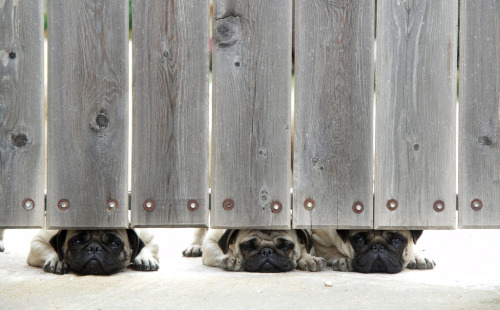 fuckyeahdogs:  Peeping Dogs 3 (by Reno Osmond) 