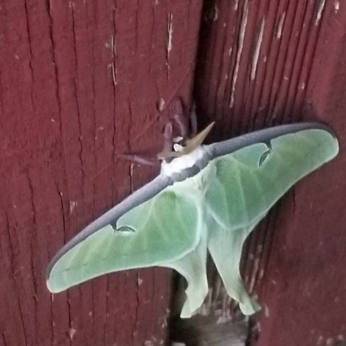 Wow ive never seen a lunar moth in person!#moth #lunarmoth #bugsofinstagramwww.instagram.com