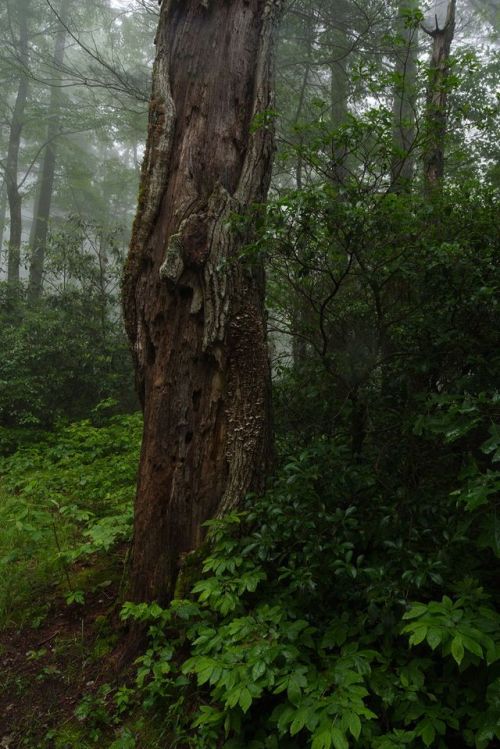 Highlands forest by Jeff