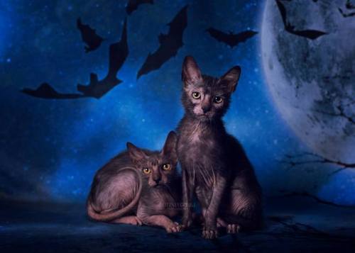 Lykoi Cats  © Photo by Brittney Gobble 