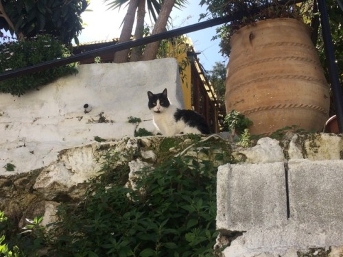floatingcupcakes: CATS from my trip to Greece so far! They are all sweet babies @mostlycatsmostly