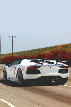 wearevanity:  | Lambo on a Beach Cruise | © 