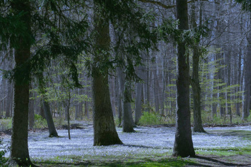 forestmood:Not Snow by Ken Mattison