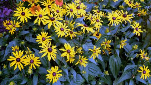 Rudbeckia.