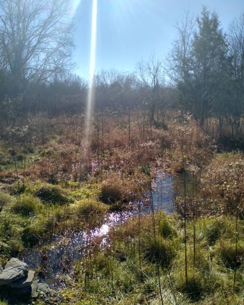 Hike #48 - Pope Lick Park, Fisherville, KY. Big Beech and Prairie Preserve Trails, 4.5 miles I had w