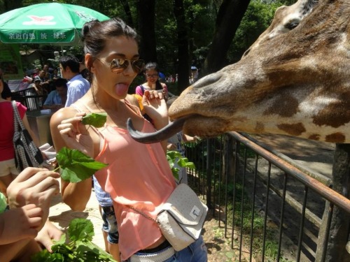 kai-chropical:  qd yo come chill with the giraffes