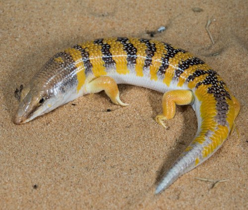 typhlonectes:The Sandfish (Scincus scincus)It’s a species of skink (a kind of lizard) that’s known f