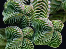 asylum-art-2:  10 Photos Of Geometrical Plants For Symmetry Lovers   Who said math can’t be interesting?  Fractals like these can seem too perfect to be true, but they occur in  nature and plants all the time and are examples of math, physics, and