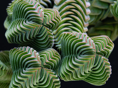 babygirlssweetsurrender: asylum-art-210 Photos Of Geometrical Plants For Symmetry Lovers Who said ma