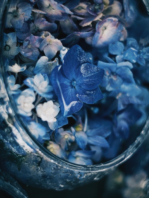 Blue Collections