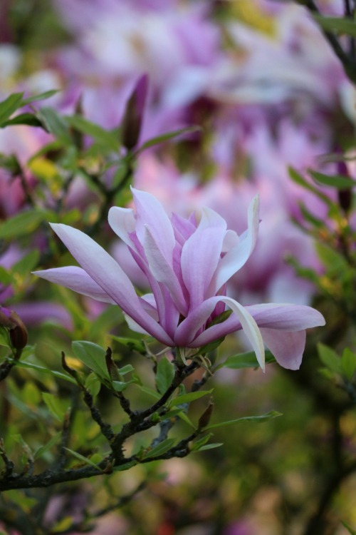 boschintegral-photo:Magnolia
